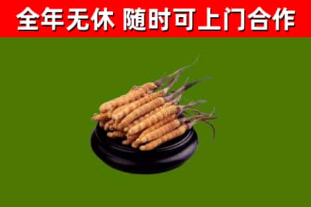 牧野区回收散虫草