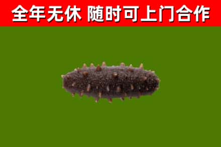 牧野区回收海参干